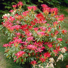 Pieris japonica forest for sale  UK