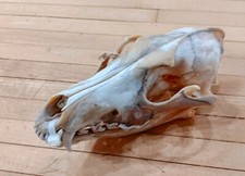 Real coyote skull for sale  New Glarus