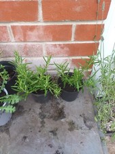rosemary plant for sale rosemary plant for sale SOUTHAMPTON