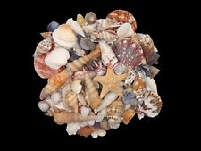 Mixed shells natural for sale  DONCASTER