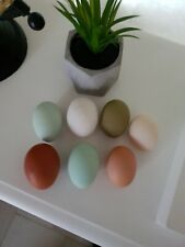 œufs poule fécondés d'occasion  Chemillé