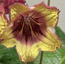 Streptocarpus plant fire for sale  Summerville