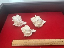 Pink murex phyllonotus for sale  Cape Coral