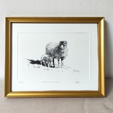 Ewe lamb drypoint for sale  BRADFORD