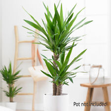 Twin stem yucca for sale  PETERBOROUGH