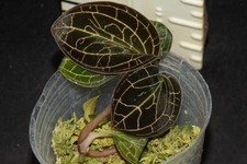 Dossinochilus dreamcatcher for sale  Petaluma