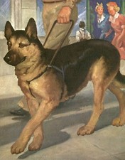 CÃO GUIA PASTOR ALEMÃO LINDO VINTAGE DÉCADA DE 1950 WESLEY DENNIS impressão artística, usado comprar usado  Enviando para Brazil