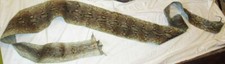 Antique taxidermy snakeskin for sale  Portland