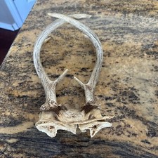 Pair deer antlers for sale  Shakopee