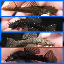 Breeding pairs ancistrus d'occasion  Expédié en Belgium