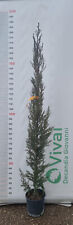 Pianta cupressus sempervirens usato  Altamura