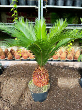 Palmfarn cycas revoluta gebraucht kaufen  Dortmund