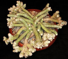 Avonia papyracea exotic d'occasion  Expédié en Belgium