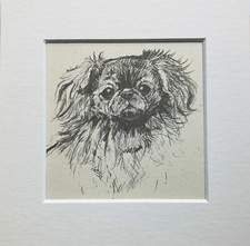 Pekinese dog sketch for sale  NORWICH