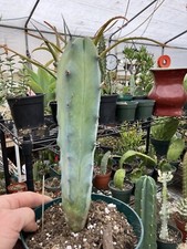 Myrtillocactus cochal candelab for sale  Temecula