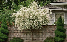Japanese dappled nishiki for sale  Mcminnville