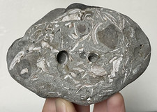 Seashell fossil stone for sale  USA