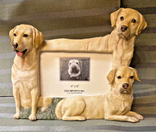 Yellow lab labrador for sale  Leesburg