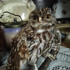 Little owl wooden for sale  BARNSLEY