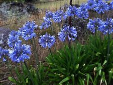 Agapanthus africanus bulbs for sale  ALFRETON