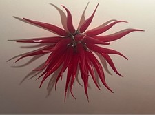 Plafoniere medusa murrina usato  Milano