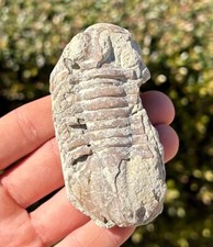 Russia fossil trilobite for sale  Coppell