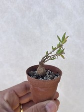 Delosperma napiforme caudex usato  Mazara del Vallo