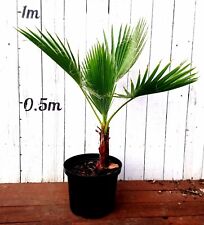 Washingtonia robusta 90cm for sale  NUNEATON