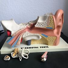 Anatomisches modell hr gebraucht kaufen  Deutschland
