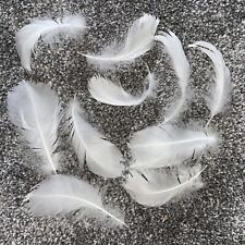 Real swan feathers for sale  UK