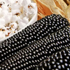 Dakota black popcorn for sale  Pittsburgh