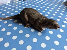 Nice study otter for sale  FILEY