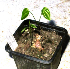 Dioscorea caucasica sukkulente gebraucht kaufen  Wiesbaden