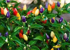 piante peperoncino usato piante peperoncino usato Italia