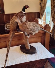 Large pair breeding for sale  WARRINGTON