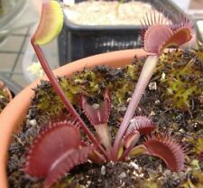 Semi dionaea muscipula usato  Grumo Appula