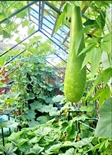 Hybrid seeds large for sale  LEEDS