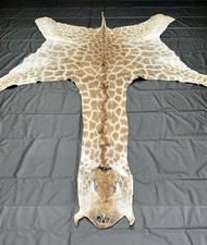 Echtes giraffenfell südafrika gebraucht kaufen  Hamburg