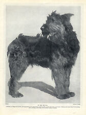 Briard standing dog for sale  COLEFORD
