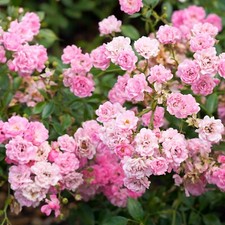 Rose bush plant for sale  GLASGOW