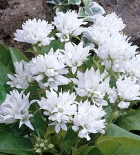 Campanula glomerata alba for sale  LEEK