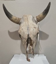 Steer skull inch for sale  Metairie