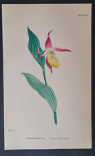 Antique flower print for sale  Shipping to Ireland