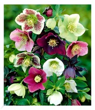 Christrosen mix winter gebraucht kaufen  Bensheim