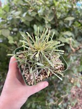 Euphorbia multifolia for sale  Fallbrook
