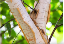 Qty silver birch for sale  LINCOLN
