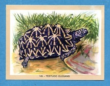 Naturama lampo 1968 usato  Maranello