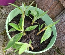 Ableger jungpflanzen topinambu gebraucht kaufen  Belzig