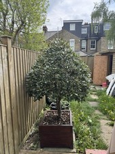Bay leaf tree for sale  LONDON