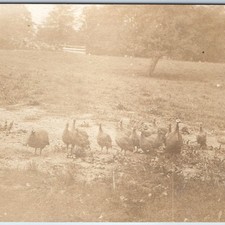 C1910s farm guinea for sale  Evansdale